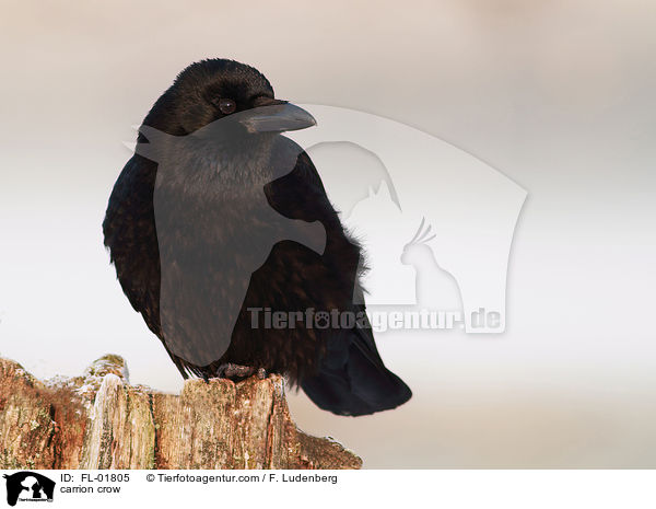 carrion crow / FL-01805