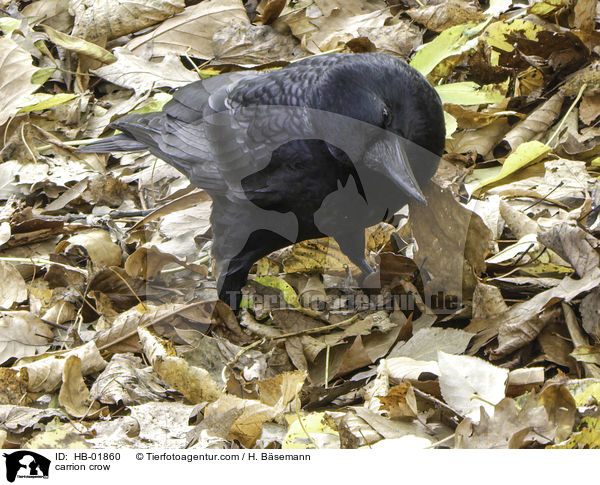 carrion crow / HB-01860