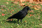 Carrion Crow