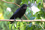 carrion crow