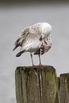 Caspian gull