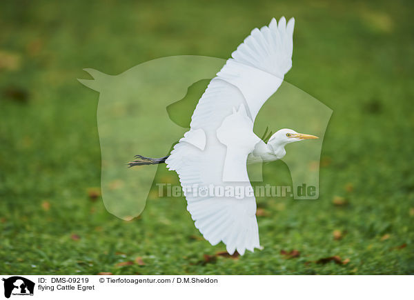 flying Cattle Egret / DMS-09219