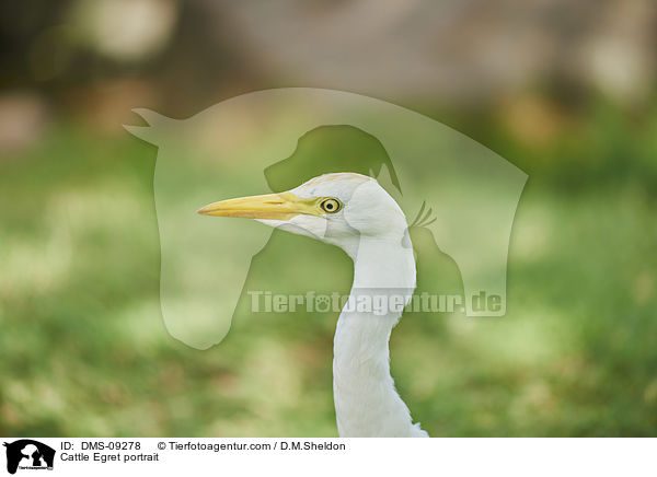 Kuhreiher Portrait / Cattle Egret portrait / DMS-09278