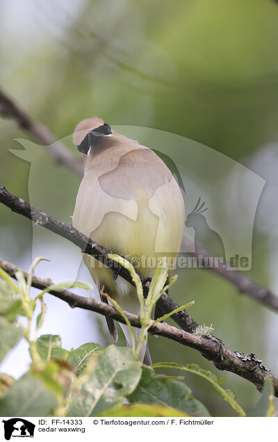 Zedernseidenschwanz / cedar waxwing / FF-14333