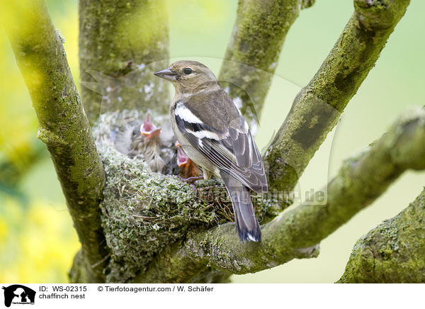 Buchfinken Nest / chaffinch nest / WS-02315
