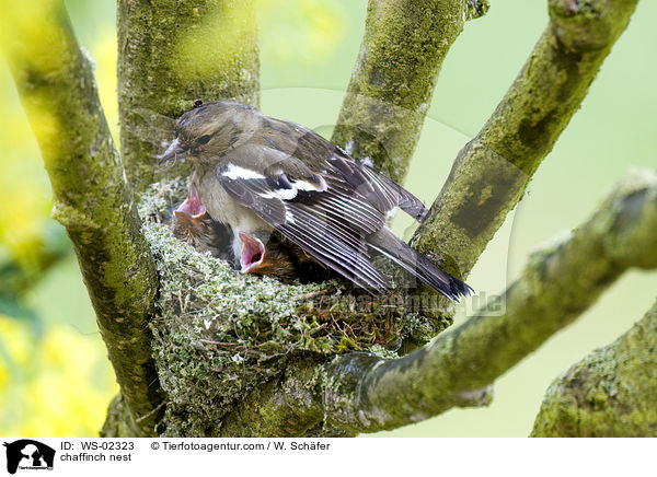 chaffinch nest / WS-02323