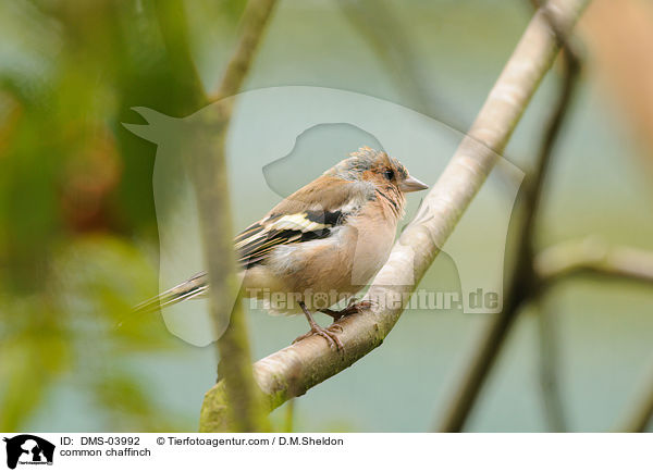 common chaffinch / DMS-03992