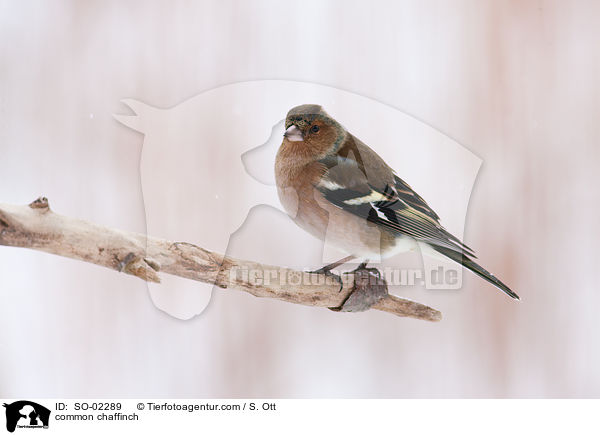 common chaffinch / SO-02289