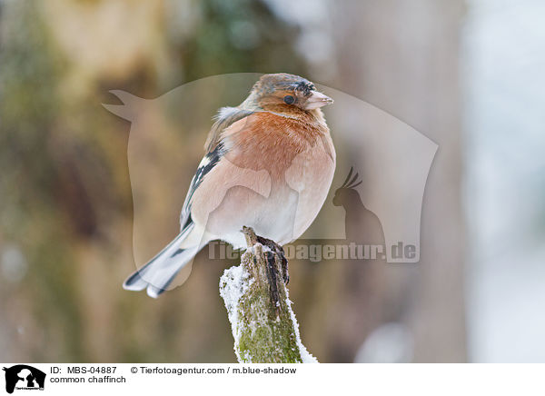 common chaffinch / MBS-04887