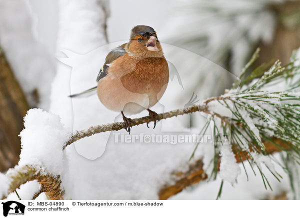 common chaffinch / MBS-04890