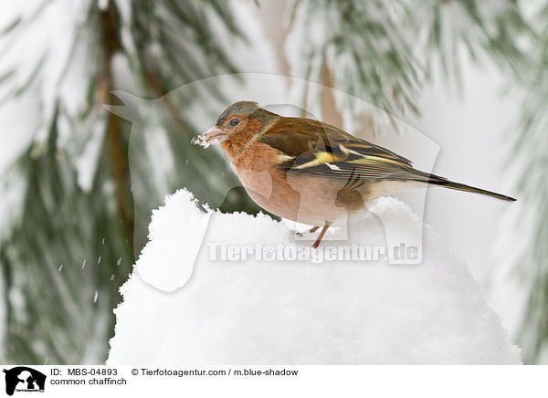 common chaffinch / MBS-04893