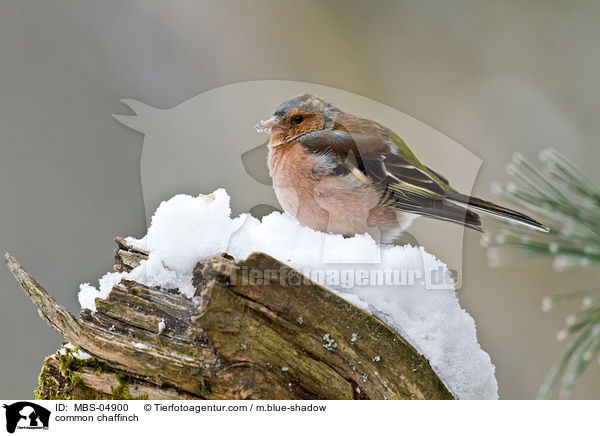 common chaffinch / MBS-04900