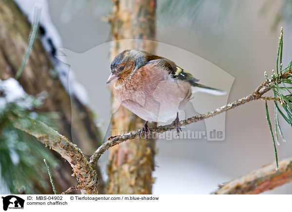 common chaffinch / MBS-04902