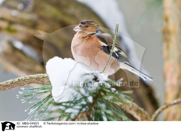 common chaffinch / MBS-04903
