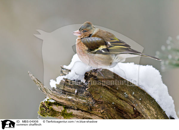 common chaffinch / MBS-04906