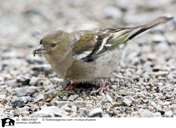 common chaffinch / MBS-04907