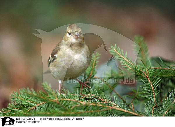 common chaffinch / AB-02624