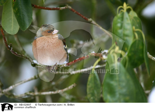 common chaffinch / AB-02897