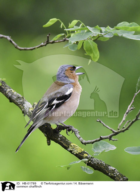 common chaffinch / HB-01789