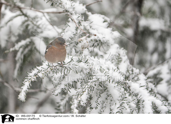 common chaffinch / WS-09175