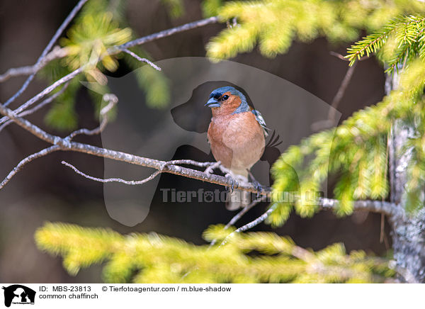 common chaffinch / MBS-23813