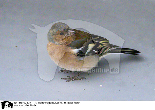 Buchfink / common chaffinch / HB-02337