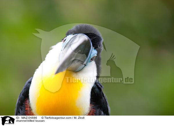 channel-billed toucan / MAZ-04886