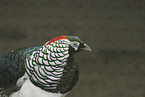 Chinese cooper pheasant