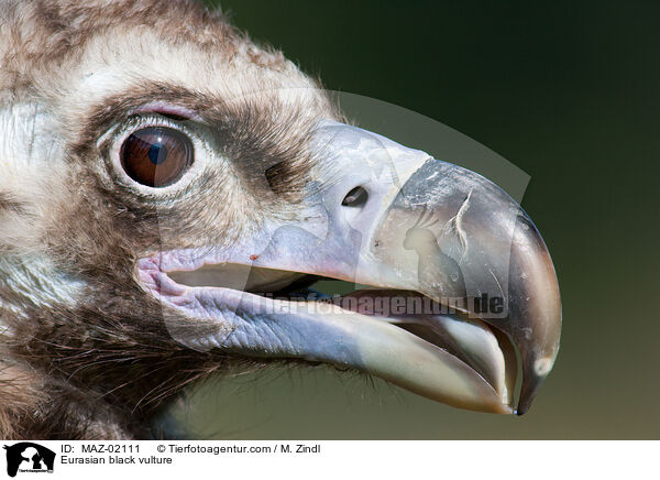 Mnchsgeier / Eurasian black vulture / MAZ-02111