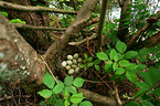 clutch of eggs