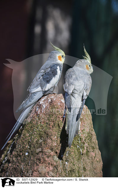 Nymphensittiche Vogelpark Marlow / cockatiels Bird Park Marlow / SST-12929