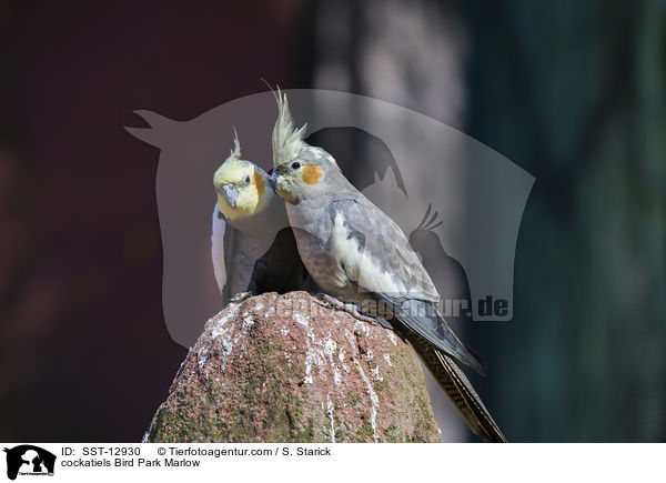 Nymphensittiche Vogelpark Marlow / cockatiels Bird Park Marlow / SST-12930