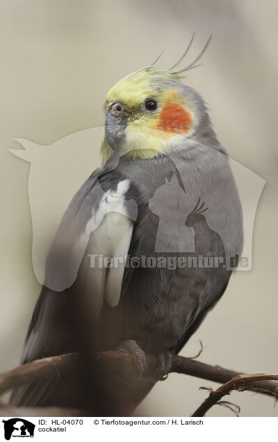 Nymphensittich / cockatiel / HL-04070