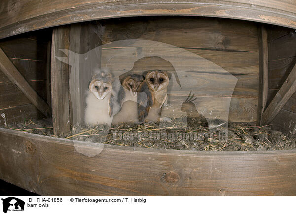 Schleiereulen / barn owls / THA-01856