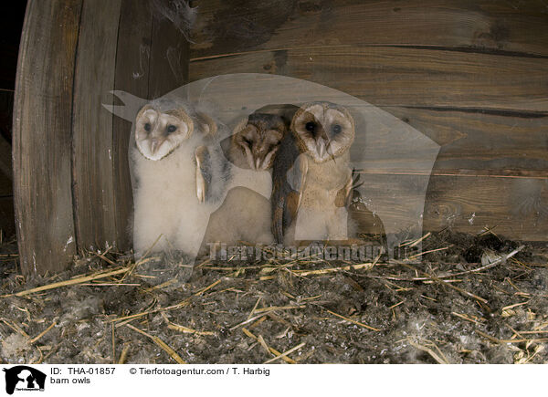 Schleiereulen / barn owls / THA-01857