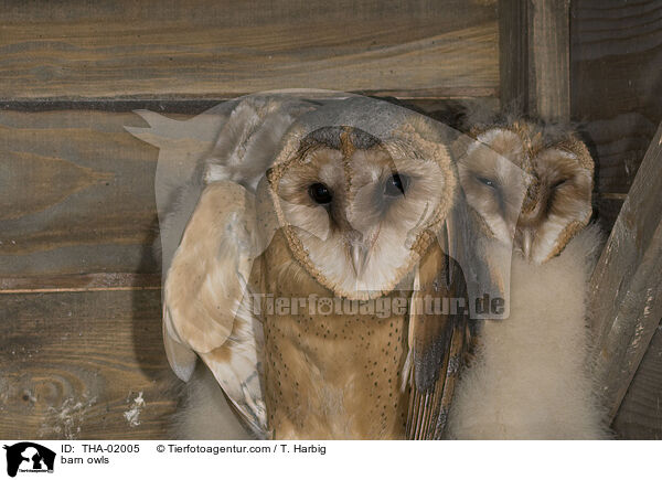 Schleiereulen / barn owls / THA-02005