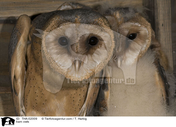 Schleiereulen / barn owls / THA-02009