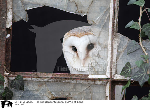 barn owl / FLPA-02038