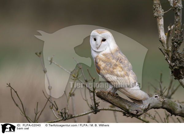 barn owl / FLPA-02040