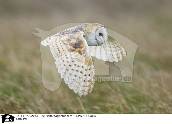 barn owl / FLPA-02043