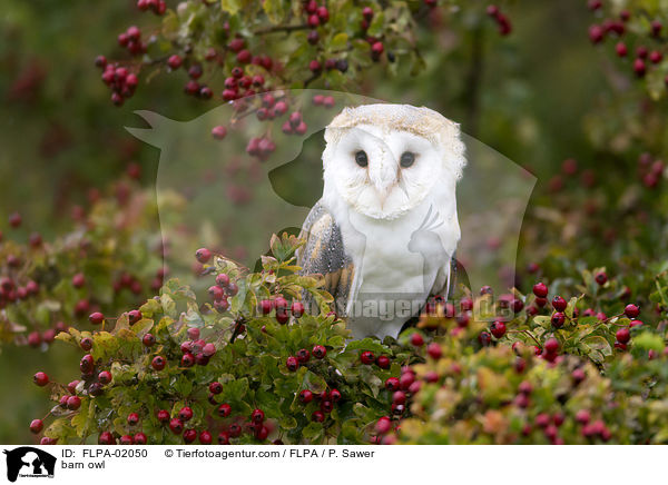 barn owl / FLPA-02050