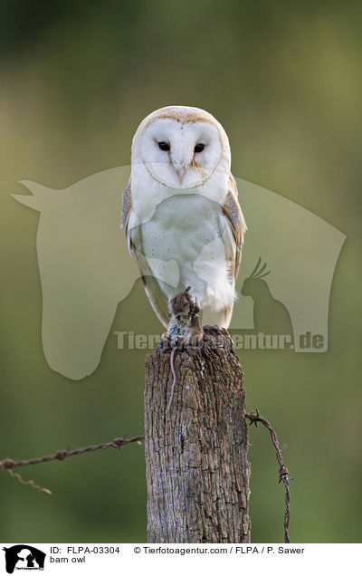 barn owl / FLPA-03304