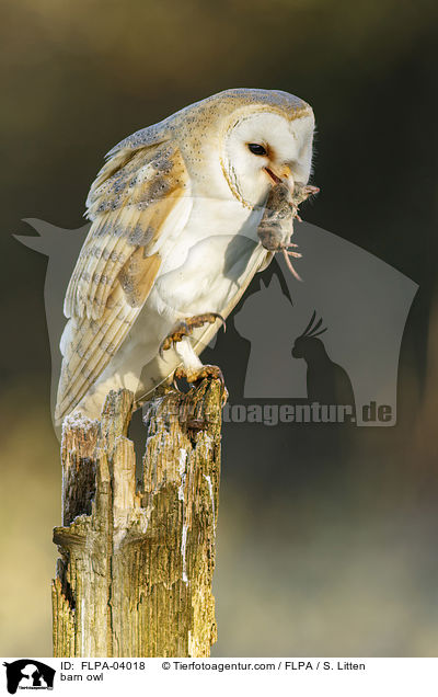 barn owl / FLPA-04018