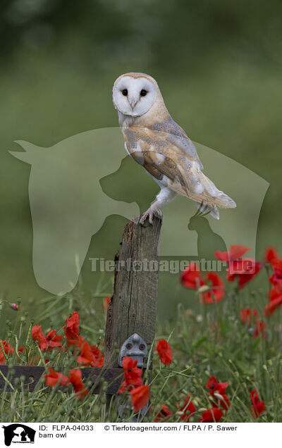 barn owl / FLPA-04033