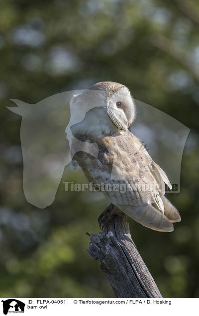barn owl / FLPA-04051