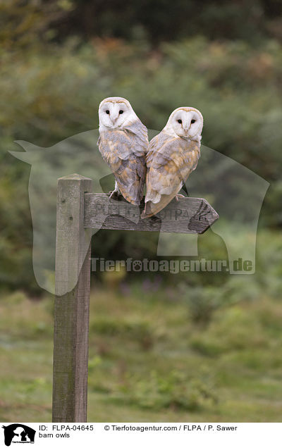 barn owls / FLPA-04645