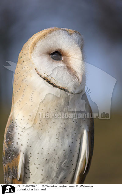 portrait of a barn owl / PW-02845