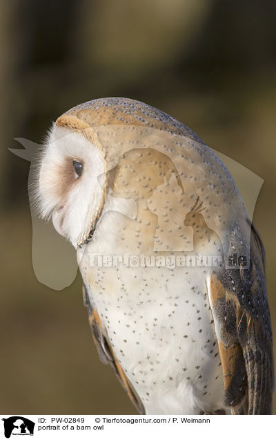 portrait of a barn owl / PW-02849