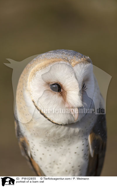 portrait of a barn owl / PW-02855