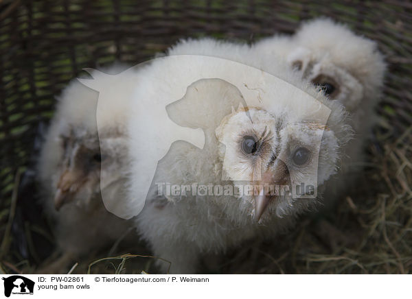 young barn owls / PW-02861